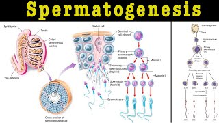 spermatogenesis I spermatogenesis class 12 I spermatogenesis physiology I Process of sperm formation [upl. by Ingaberg]