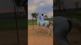 Reverencia caballo arabe [upl. by Pet]