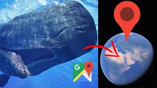 Sperm Whale Pilot Whale Killer Whale Whale Shark Humpback Whale Blue Whale on Google Earth [upl. by Fillender851]