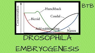 Drosophila Embryogenesis [upl. by Dunton]