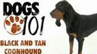 Black and Tan Coonhound  Dogs 101 [upl. by Bocock514]