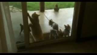 Cat Opens The Door For Puppys [upl. by Suicul]