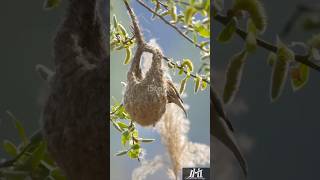 Burung Cape Penduline Anthoscopus minutus si pembuat sarang labirin alam hewan hutan burung [upl. by Rebme]