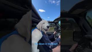 Golden Retriever puppy in jeep with the top down [upl. by Danae]