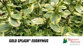 Euonymus  Gold Splash® Euonymus [upl. by Mamie657]