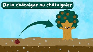 De la châtaigne au châtaignier  Documentaire pour enfants  Sciences ludiques  Fiches GRATUITES 🍃 [upl. by Aerdnaed]