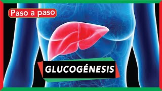 GLUCOGÉNESIS síntesis de glucógeno pasos y regulación [upl. by Pruter]