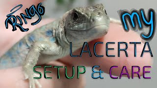 MY Jeweled Lacerta Setup amp Care [upl. by Anse930]