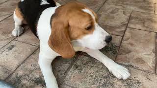 Barking Beagle  18 Nov 2023 [upl. by Mayda826]