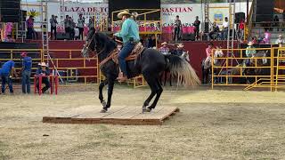 CONCURSO DE CABALLOS BAILARINES ZACAZONAPAN 2019 [upl. by Aryajay]