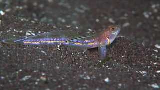 Osopsaron formosensis goby coolest saltwater goby [upl. by Rorie]