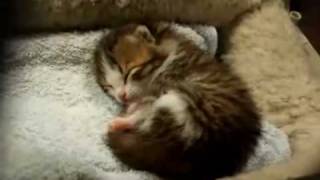 sleeping baby cat kitten [upl. by Tove]