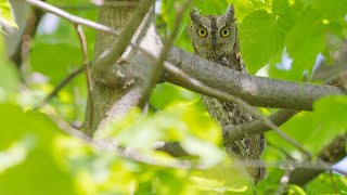 Výrik lesný ​ Otus scops  Eurasian Scops Owl [upl. by Alexandra]