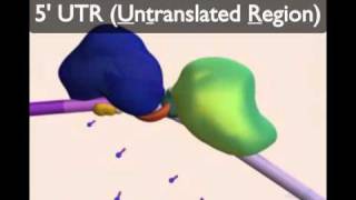 mRNA Processingmov [upl. by Lieberman868]