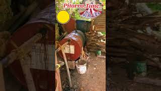 Pitorro moonshine puertorico boricua campo jibaros [upl. by Coad]