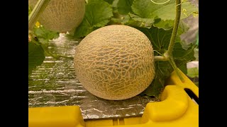 Growing Japanese Melons Indoors in Hydroponic [upl. by Nivag208]