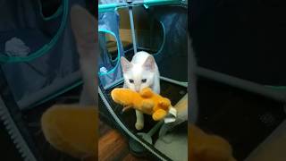 Flame Tip Siamese cat catlover kitten cute [upl. by Braden]