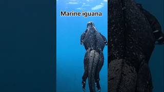 Marine iguana 🦎shortvideo amazingfacts trendingshorts [upl. by Nelra969]