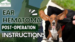 Pet Ear Hematoma PostOperation Instructions [upl. by Seagraves]