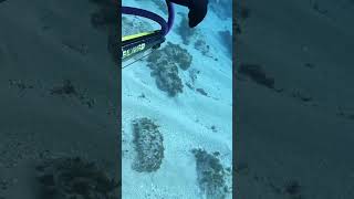 Cuttlefish Couple fishing diving underwater spearfishing sea pesca ocean cuttlefishishing [upl. by Abrams870]