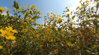 Guizotia abyssinica Niger seed plant [upl. by Magnien29]