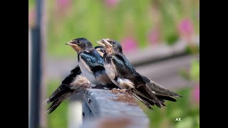 Ladusvala  barn swallow  Hirundo rustica [upl. by Bowden]