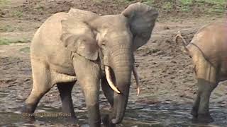 Forest Elephant Musth Rumble [upl. by Maryanne124]