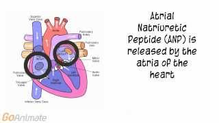 Anatomy and Physiology Endocrine System Atrial Natriuretic Peptide ANP V20 [upl. by Oivlis115]