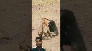 Tiger vs bear🐻 tiger tigerfight wildlife animals [upl. by Presley571]