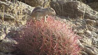 Antelope squirrel foraging atop the spines of a California barrel cactus in AnzaBorrego Desert [upl. by China]