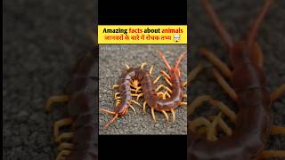 Amazing facts about animals 🦁🤯  mind blowing facts 🤯 😱  shorts  reels  viral facts shorts [upl. by Ynnavoeg]