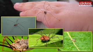 Harvestman Daddy Long Legs Spider Phalangium Opilio Phalangiidae amp Skull Spider Pholcus Phalangioide [upl. by Polish]