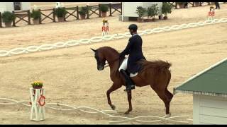 Cavallo Ray Campionati It Dressage Sept 2015 [upl. by Vinn]