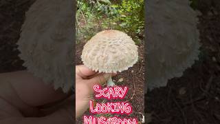 Scary looking mushroom Shaggy Parasol fall mtrainier mushroomhunting nature hiking outdoors [upl. by Dnartreb]