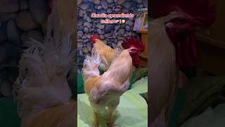 Gallo Claudio en nueva casa gallos mascotas gallinas [upl. by Legna]