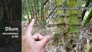 Giant bamboo Dendrocalamus asper  part 3 [upl. by Theodosia]