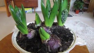 How to Force Hyacinth bulbs [upl. by Greeley]