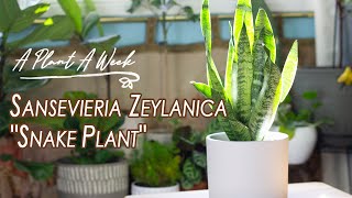 Sansevieria zeylanica quotSnake Plantquot Care Video  A Plant A Week [upl. by Maura784]