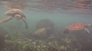 Galapaogs Green Sea Turtle Groups  La Botella Floreana Island Galapagos [upl. by Scotti]