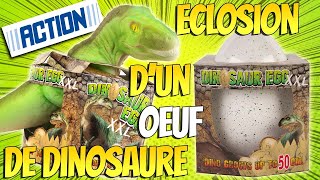 Oeuf de Dinosaure XXL à faire éclore de chez Action TRex 50 cm Super Héros et Compagnie Unboxing [upl. by Arries713]