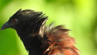 Philippine coucal [upl. by Anerak459]