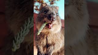 Quokka  The Happiest Animals In The World [upl. by Godred698]