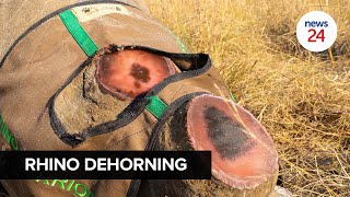 WATCH  Zero poaching in 3 years thanks to dehorning of rhinos in the Pilanesberg National Park [upl. by Carnes]