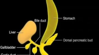 Development of Foregut derivatives Oesophsgus Stomach Duodenum Liver and Pancreas [upl. by Aniakudo]