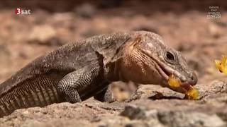 Täuschen und Tarnen  Über Lebenskünstler der Natur Doku HD [upl. by Anneg715]