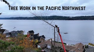 Tree Work In The Pacific Northwest [upl. by Soph32]