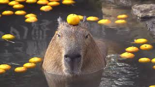 Life Could Be a Dream CapybarasCarpinchos [upl. by Earissed676]