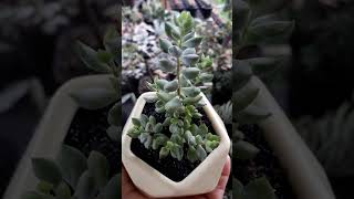 Pendens suculentas succulentslover plants [upl. by Ahcsas]