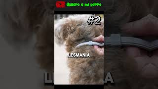 17 🚫 ¡Adiós Garrapatas y Pulgas 3 Soluciones para Proteger a tu Perro 🐾  Quiero a mi perro ❤️ [upl. by Rossner]