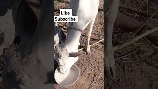 GomathaSri Krishna Govinda hare murari Keerthi vlogs short videosviral [upl. by Aniv]